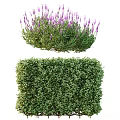 Blooming Lavender And Trimmed Green Hedge Shrubs For Garden Landscaping