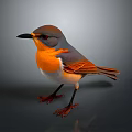 Colorful Bird With Orange Chest Grey Head Brown Wings White Belly Standing On Grey Background