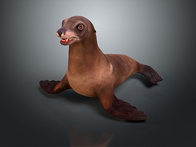 Seal Sea Animal Anime Character Game Character Cartoon Character Animation Character Anime Animal 3d model