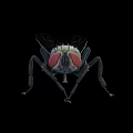 Close Up View Of Green House Fly With Red Eyes On Black Background