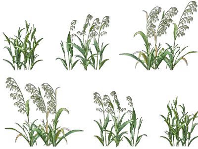 Different Growing Stages of Agricultural Crops With Green Leaves and Seed Heads 3d model