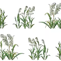 Different Growing Stages of Agricultural Crops With Green Leaves and Seed Heads
