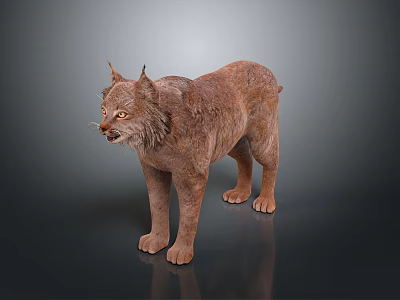 Lynx Animal Standing With Brown Fur And Tufted Ears In Alert Pose On Dark Background 3d model
