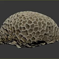 Coral Polyps Create Intricate Honeycomb Patterned Calcium Carbonate Marine Structures 3d model