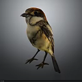 Small Bird with Red Head Yellow Body Black Wing Standing on Gray Background