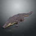 Crocodile Alligator Nile Crocodile carnivore reptile cold-blooded animal reptile reptile 3d model