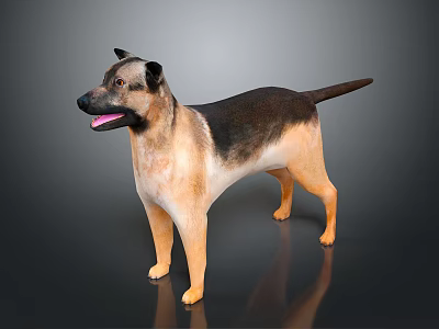 German Shepherd Dog With Brown And Black Fur Standing In Studio Lighting 3d model