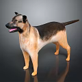 German Shepherd Dog With Brown And Black Fur Standing In Studio Lighting