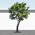 Lush Green Leafy Tree with Brown Trunk and Sunlight Shadow Against White Wall