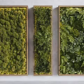 Three Framed Indoor Living Plant Wall Panels with Moss Ferns and Greenery