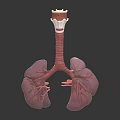Medical Device Detailed Lung Anatomical Model with Bronchial Structure 3d model