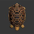 Orange and Black Patterned Tortoise with Red Eyes on Black Reflective Surface 3d model