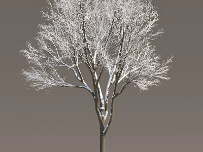 Snow Covered Arbor Tree With Bare Branches Against Gray Background 3d model