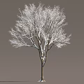 Snow Covered Arbor Tree With Bare Branches Against Gray Background 3d model