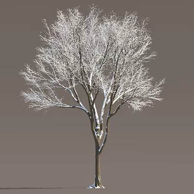 Snow Covered Arbor Tree With Bare Branches Against Gray Background 3d model