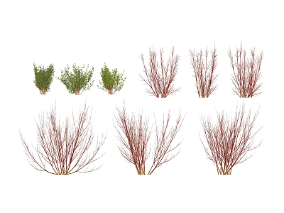 Various Types of Garden Shrubs with Green Foliage and Red Branches in Landscaping 3d model
