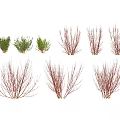 Various Types of Garden Shrubs with Green Foliage and Red Branches in Landscaping