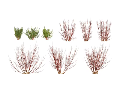 modern shrub red ruby 3d model