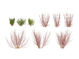 modern shrub red ruby 3d model