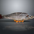 Whole Fish with Detailed Texture Placed on Orange Slices Against Gray Background Showing Reflection