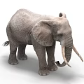 Gray African Elephant With Long Trunk And Tusks Standing On White Background