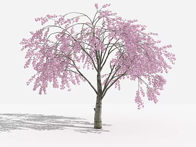 Vibrant Pink Flowering Tree With Full Blossoms Brown Trunk And Lush Branches 3d model