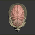 Medical Anatomical Skull Model With Transparent Brain Structure For Human Anatomy Teaching