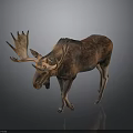 Moose with large antlers and brown fur standing on plain gray background with reflection