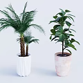 Indoor Palm And Broadleaf Plants In White Textured And Pink Marble Pots
