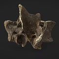 Ancient Fossil Bone Specimen With Rough Surface And Dark Background 3d model