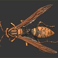 Modern Wasp Bumblebee 3d model