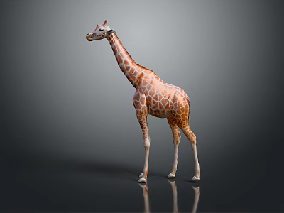 Realistic Giraffe Model With Brown Spots Long Neck And Reflection On Gray Surface 3d model