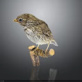 Small Brown Bird Perched On Wooden Branch With Detailed Feathers And Reflection