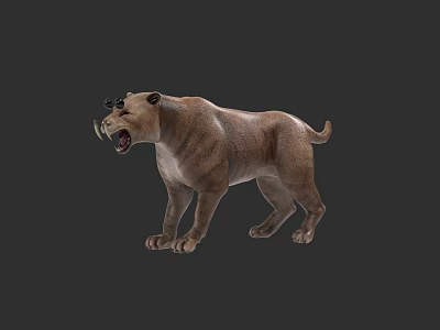 Realistic 3D Rendered Saber Toothed Tiger Model With Open Mouth And Muscular Body 3d model