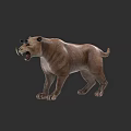 Realistic 3D Rendered Saber Toothed Tiger Model With Open Mouth And Muscular Body