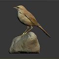 Small Brown Bird Standing On Rock With Yellow Feet And Green Leg Band