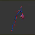 Detailed 3D Anatomical Model of Human Heart With Red Blue Blood Vessels