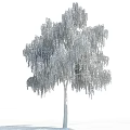Tall Weeping Tree with Green Leaves and White Trunk Against Blue Sky and White Clouds