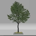 Lush Green Arbor With Full Foliage Strong Trunk And Grass At Base In Garden