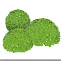 Three Green Round Decorative Bushes For Garden Landscape Design