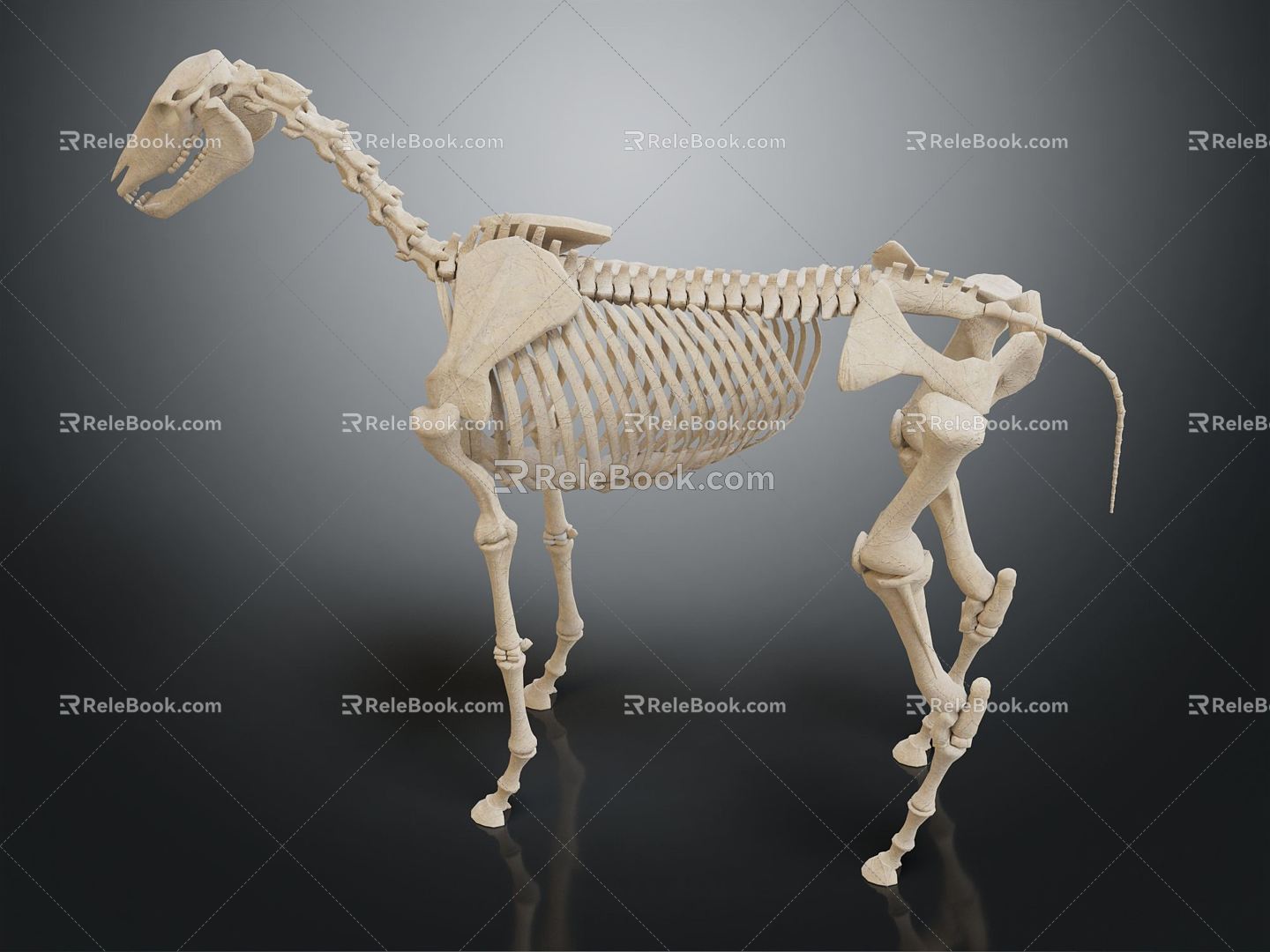 Modern skeleton horse skeleton 3d model