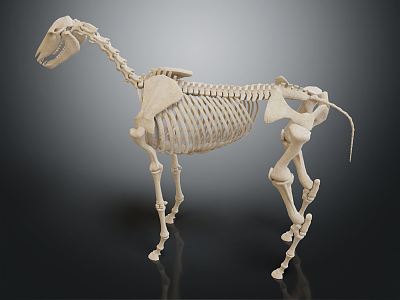 Modern skeleton horse skeleton 3d model