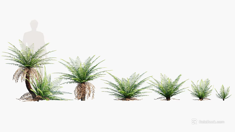 Fresh Green Ferns In Various Sizes Arranged As Decorative Indoor Plants 3d model 