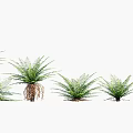 Fresh Green Ferns In Various Sizes Arranged As Decorative Indoor Plants