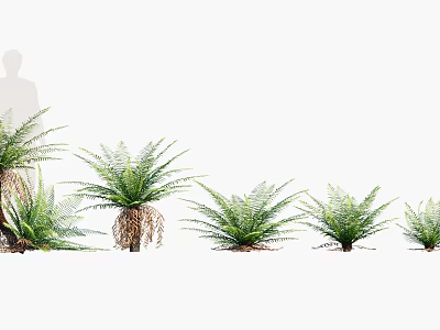 Fresh Green Ferns In Various Sizes Arranged As Decorative Indoor Plants 3d model