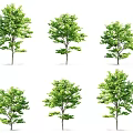 Green Arbor Trees Showcase Different Natural Growth Forms And Lush Foliage 3d model