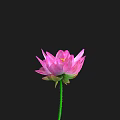 Beautiful Pink Lotus Bud With Green Stem On Black Background