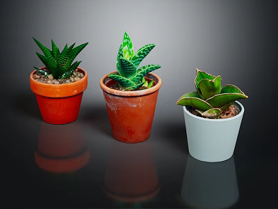 Succulent Plants In Red Brown And White Pots Arranged On Dark Surface With Green Leaves 3d model