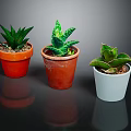 Succulent Plants In Red Brown And White Pots Arranged On Dark Surface With Green Leaves