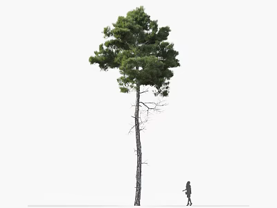 Tall Pine Tree with Lush Green Foliage Slender Trunk and Walking Figure 3d model